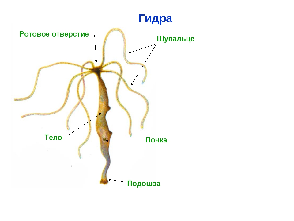 Кракен активная ссылка