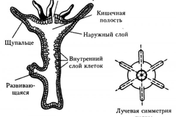 Проблемы со входом на кракен