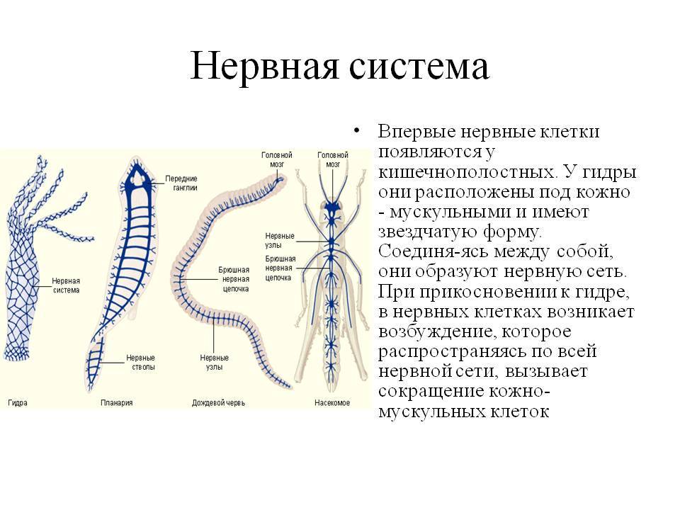Только через тор кракен