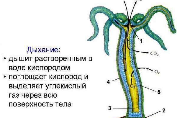 Кракен ссылка onion